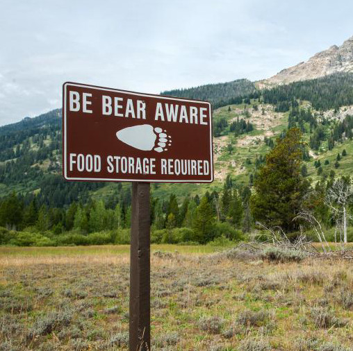 Wyoming Bears are Starting to Wake Up and Become Active
