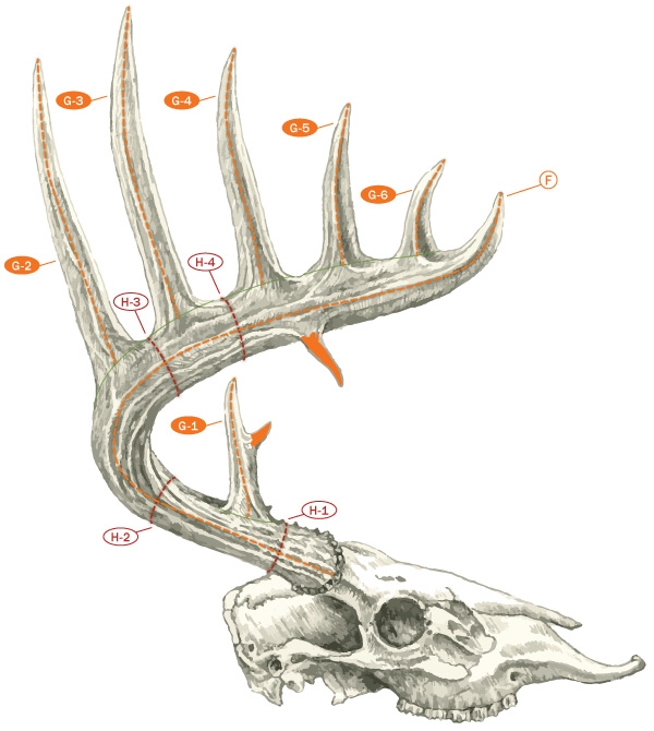 Antler Identification Chart